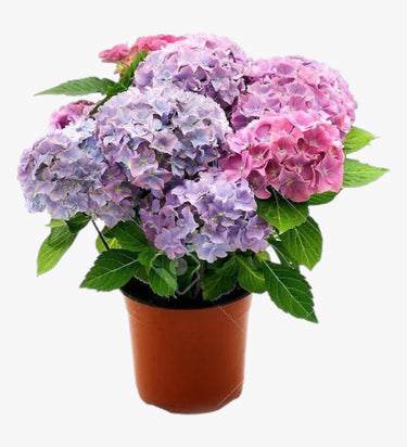 Hydrangea Mix Plant